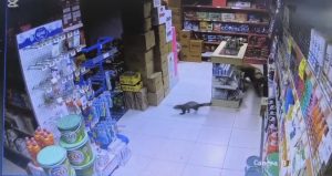 Dilek Mahallesi’nde sansar markete girdi, Paşa kovalamaya başladı
