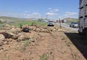 Arapgir’de Koyun Yüklü Tır Devrildi: 100 Hayvan Telef Oldu