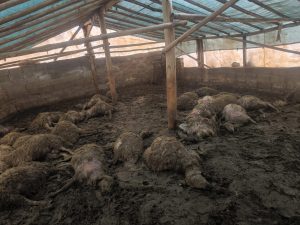 Arguvan’da kurdun girdiği ağılda 40 koyun telef oldu