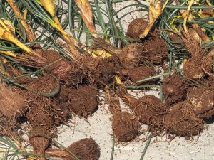 Darende’de Baharın Habercisi Çiğdem İçin Zorlu Mesai Başladı