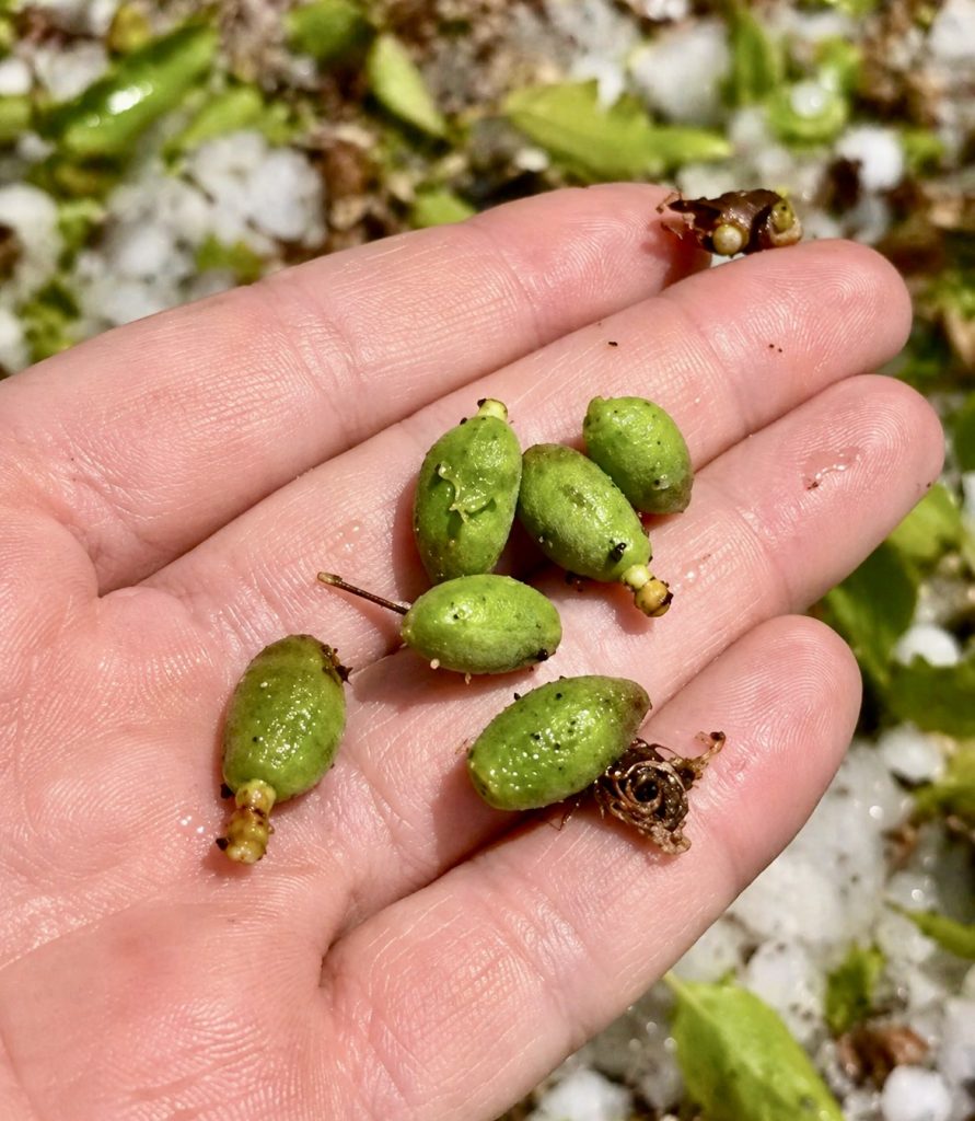 Darende’de Dolu Kayısı Çağlalarını Döküp Geçti