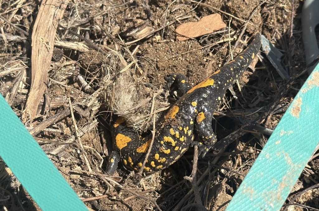 Doğanşehir’de Semender Cep Telefonuna Yansıdı