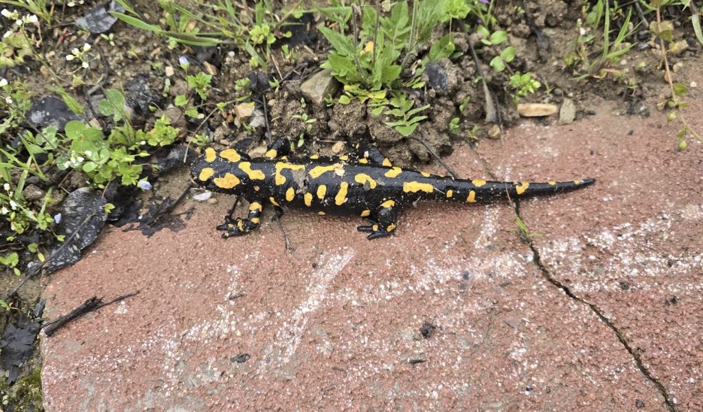 Gündüzbey’de Nadir Tür Görüntülendi: Anadolu semenderi Ortaya Çıktı
