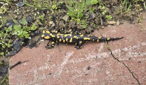 Gündüzbey’de Nadir Tür Görüntülendi: Anadolu semenderi Ortaya Çıktı