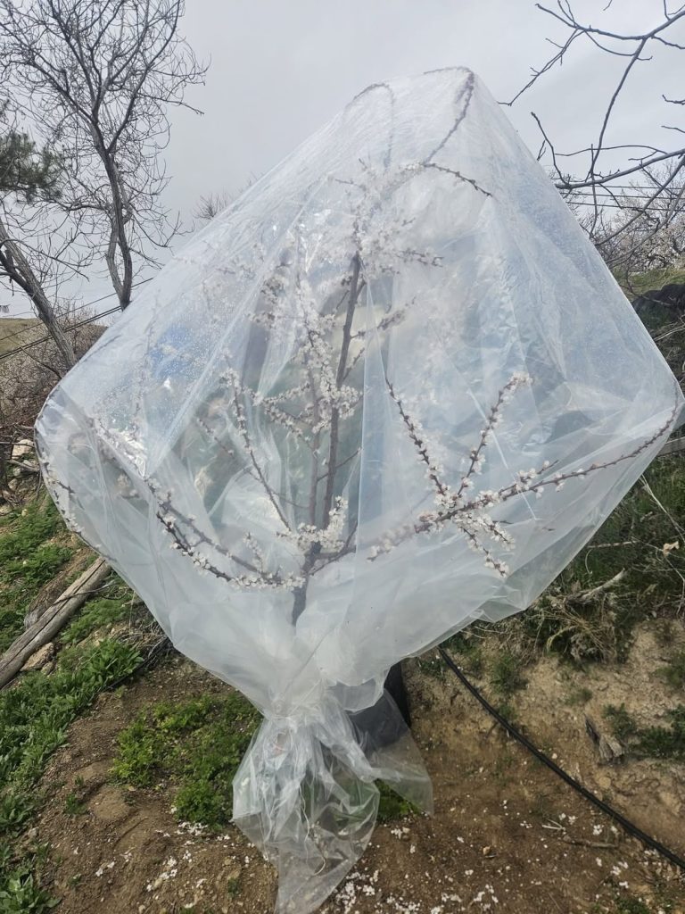 Kayısıda Don Tehlikesine Karşı Farklı Çözümler