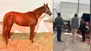 Malatya Girişinde At Nakil Aracı Kaza Yaptı: Şampiyon Heyfa Telef Oldu