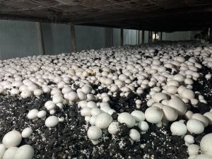 Malatya’da Alternatif Tarım Atağı: Ayda 15 Ton Mantar Üretiliyor