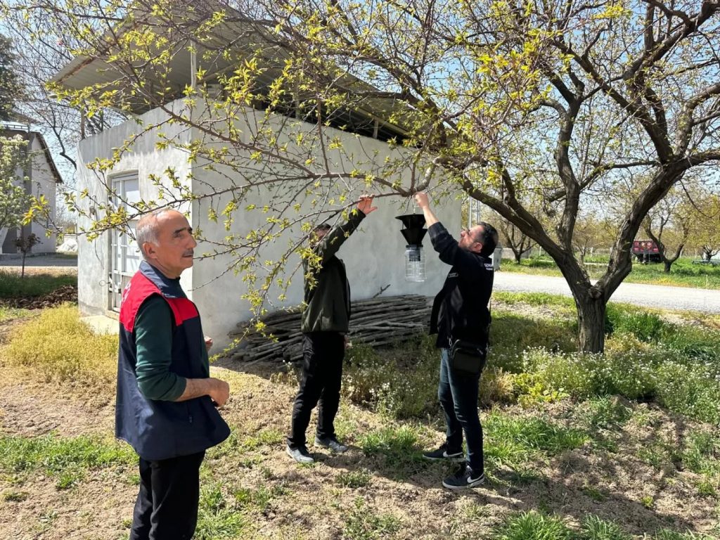 Malatya’da Kayısıyı Tehdit Eden Kokarca Alarmı: Sahada Denetim Süreci Başlatıldı