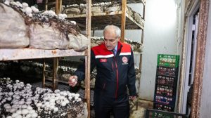 Malatya’da Mantar Üretimi Artıyor