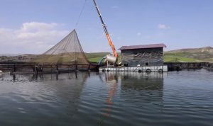 Malatya’da alabalık üretimi 7 bin 500 tona ulaştı