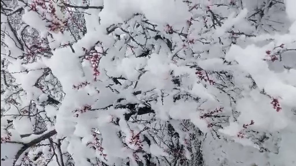Nisan’da Kış Geri Döndü: Darende’de Kar, Kayısıda Don Riski