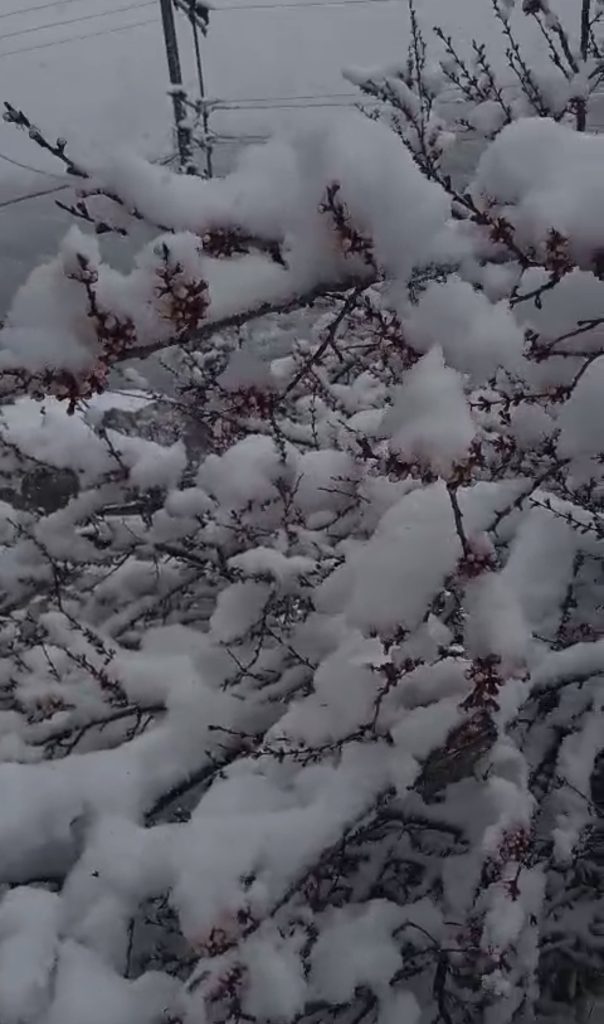 Sürgü’de Çiftçiler Zirai Don Nöbetinde