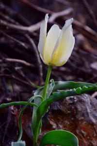 Türkiye Topraklarında Sadece Malatya’da Yetişiyor