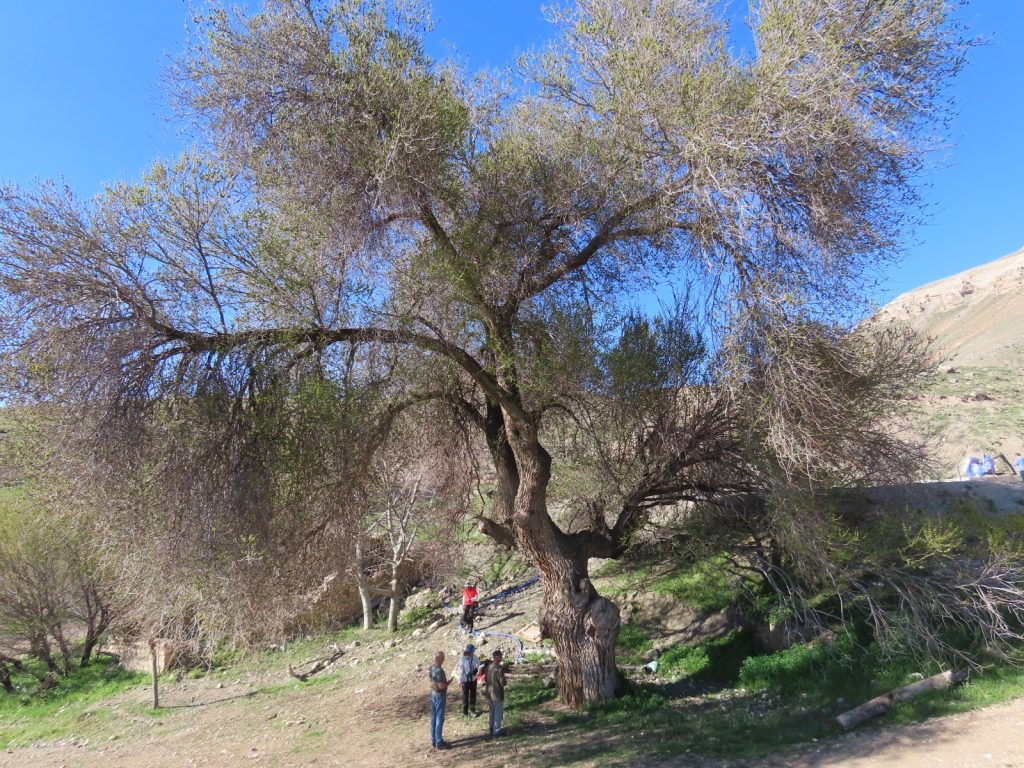 Ilıca’da 250 Yıllık Dev Karaağaç Keşfedildi