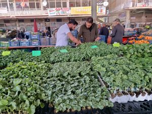 Pazardaki Fiyatlar Artınca Vatandaş Fideliğe Koştu