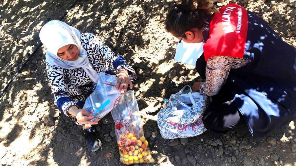 Malatya’da Kayısıda Pestisit Denetimi: 16 Üreticiye Hasat Geciktirme Tedbiri